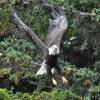 Uma Bald Eagle voa sobre nossas cabeças, em Haines, no sudeste do Alaska